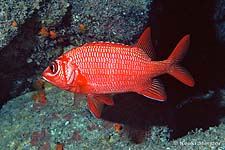 Blue lined, blue stripe or Tahitian Squirrelfish, Sargocentron tiere