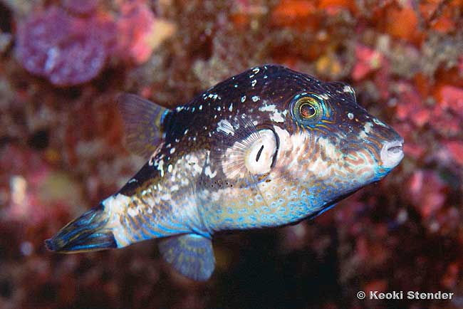 Brown-lined Puffer, Canthigaster rivulata