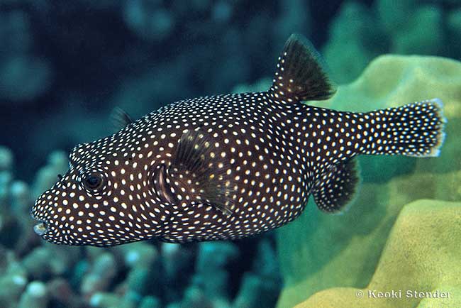 Guineafowl Puffer, Arothron meleagris