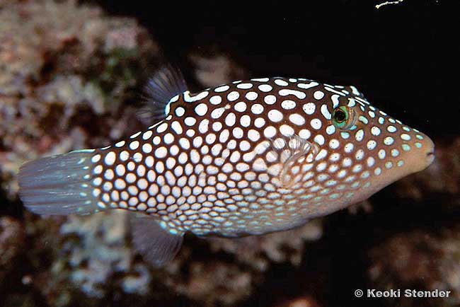 Hawaiian Whitespotted Toby, Canthigaster jactator