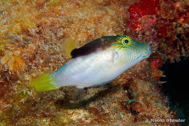 Lantern Toby, Canthigaster epilampra