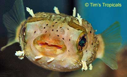 Long Spine Puffer, Diodon holocanthus