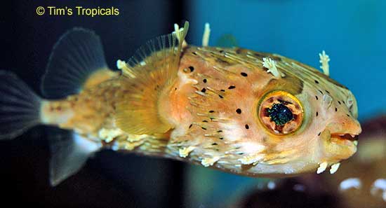 Long Spine Puffer, Diodon holocanthus