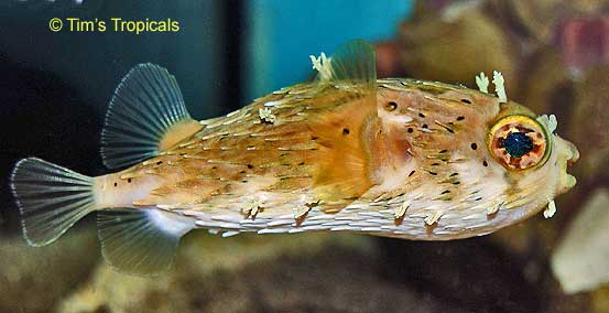 Long Spine Puffer, Diodon holocanthus