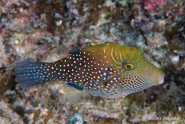Spider Eye Puffer, Canthigaster amboinensis
