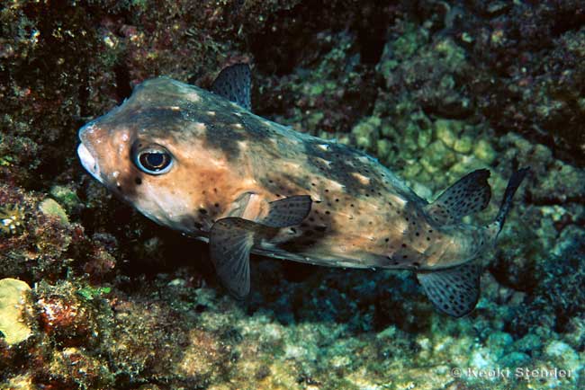 Spotted Burrfish, Chilomycterus reticulatus
