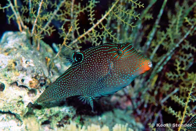Spotted Sharpnose, Canthigaster solandri
