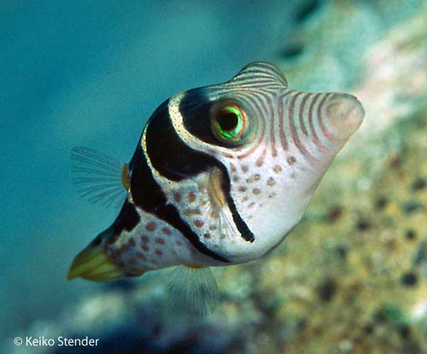 Valentinni's Sharpnose Puffer, Canthigaster valentini
