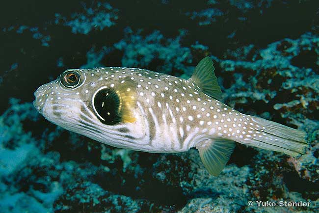 White-spotted Puffer, Arothron hispidus