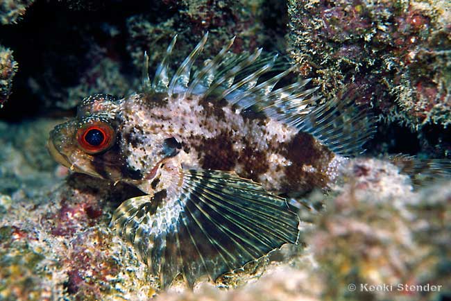 Hawaiian Green Lionfish, dendrochirus barberi