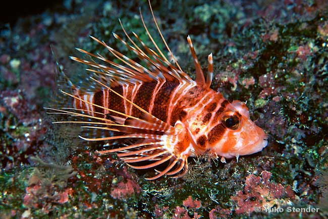 Hawaiian turkeyfish, pterois sphex