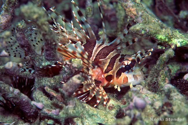 Zebra lionfish, dendrochirus zebra
