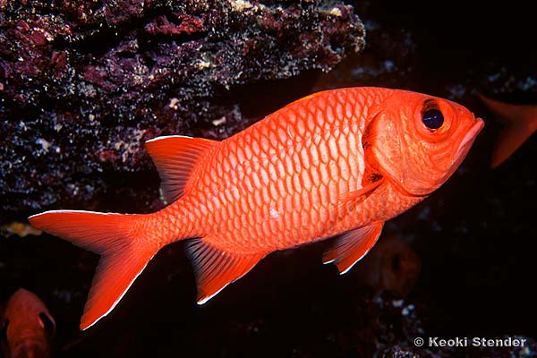 Bigscale Soldierfish, Myripristis berndti