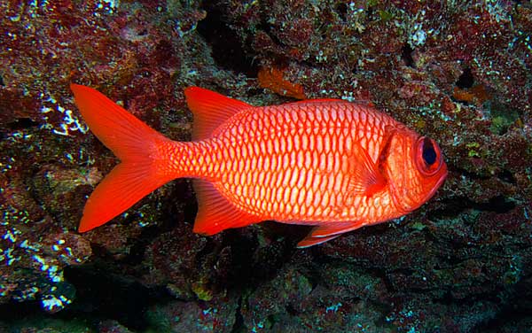 Brick Soldierfish, Myripristis amaena