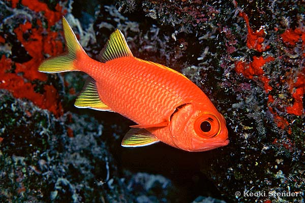 Yellowfin Soldierfish, Myripristis chryseres