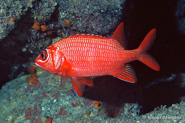 Blue-Lined, Bluestripe or Tahitian Squirrelfish, Sargocentron tiere