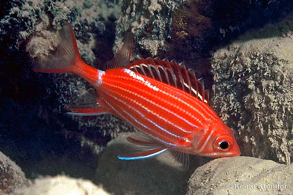 Crown Squirrelfish, Sargocentron diadema