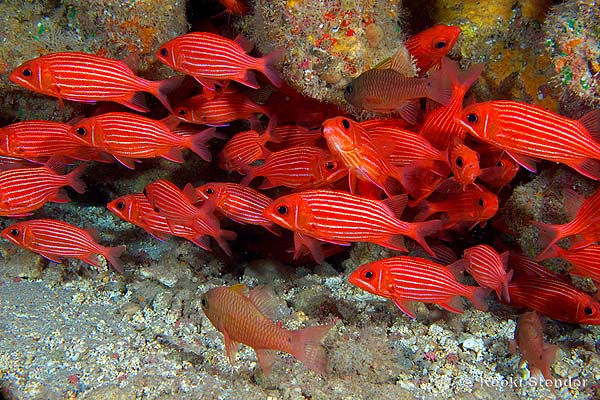 Hawaiian Squirrelfish School, Sargocentron xantherythrum