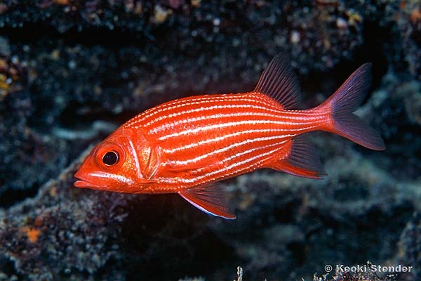 Hawaiian Squirrelfish, Sargocentron xantherythrum