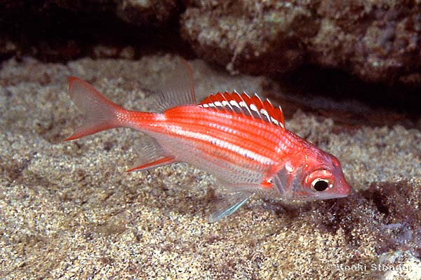 Peppered Squirrelfish, Sargocentron punctatissimum