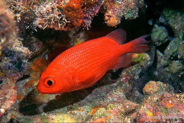 Prickly Squirrelfish, Plectrypops lima