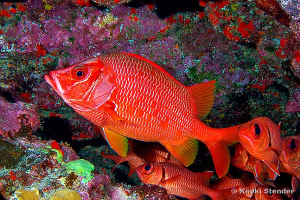 Sabre Squirrelfish, Sargocentron spiniferum