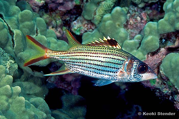 Spotfin Squirrelfish, Neoniphon sammara