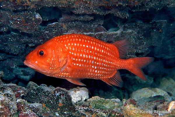 Whitescale Squirrelfish, Pristilepis oligolepis