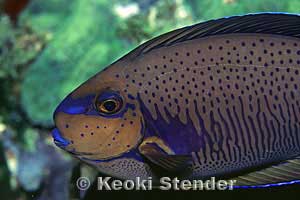 BigNose Unicornfish, Naso vlamingii