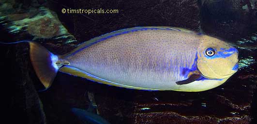 BigNose Unicornfish, Naso vlamingii