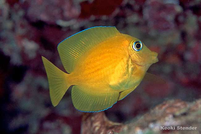 Bluelip Bristletooth juvenile, Ctenochaetus cyanocheilus