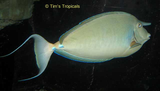 Bluespine Tang, Naso Unicornis