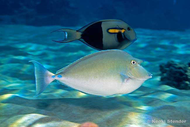 Bluespine Tang, Naso Unicornis