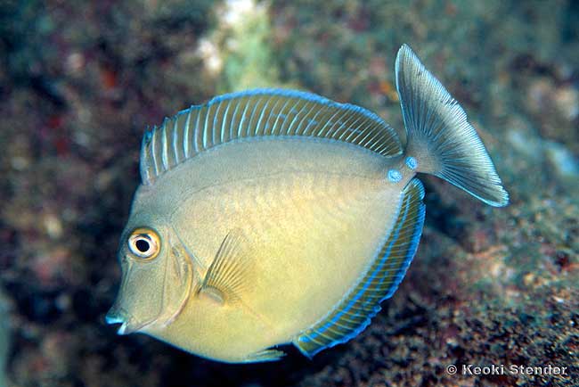 Bluespine Tang, Naso Unicornis