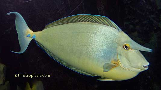 Bluespine Tang, Naso Unicornis