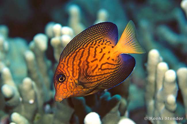 Chevron Tang juvenile, Ctenochaetus hawaiiensis