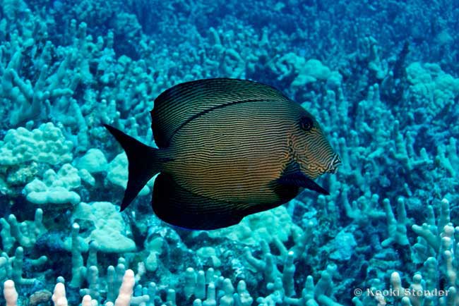 Chevron Tang adult, Ctenochaetus hawaiiensis