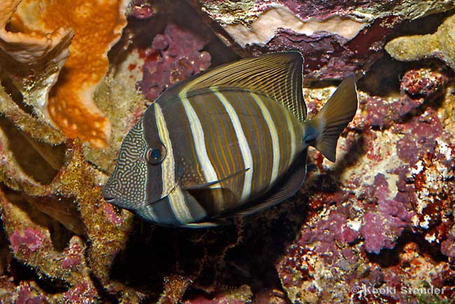 Desjardin Sailfin Tang, Pacific Sailfin Tang, Zebrasoma veliferum