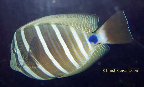 Desjardin Sailfin Tang, Pacific Sailfin Tang, Zebrasoma veliferum