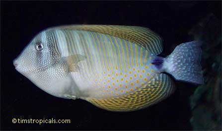 Desjardin Sailfin Tang, Pacific Sailfin Tang, Zebrasoma veliferum