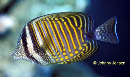 Desjardin Sailfin Tang, Pacific Sailfin Tang, Zebrasoma veliferum