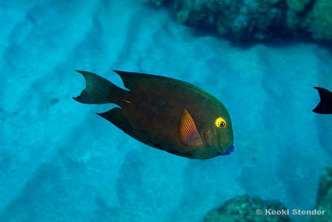 GoldRing Surgeonfish, Ctenochaetus strigosus