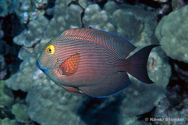 GoldRing Surgeonfish, Ctenochaetus strigosus