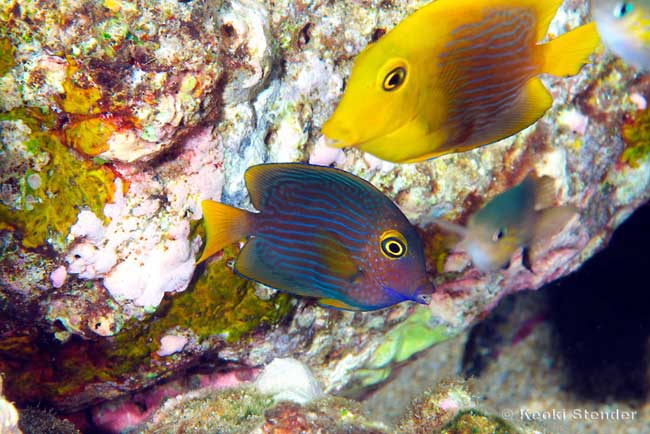 GoldRing Surgeonfish juvenile, Ctenochaetus strigosus