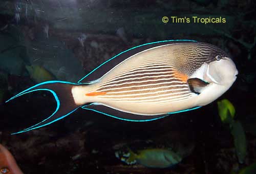 Orange or Sohal Tang, Acanthurus sohal