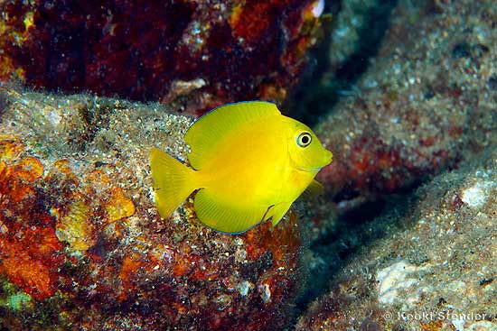 OrangeSpot Surgeon juvenile, Acanthurus olivaceus