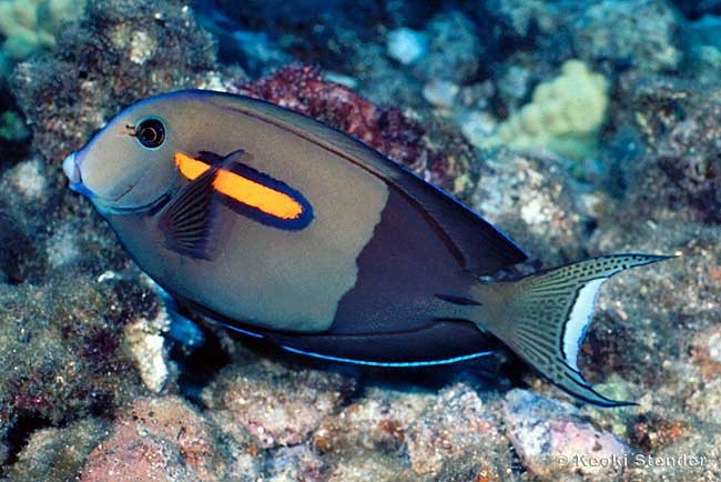 OrangeSpot Surgeon, Acanthurus olivaceus