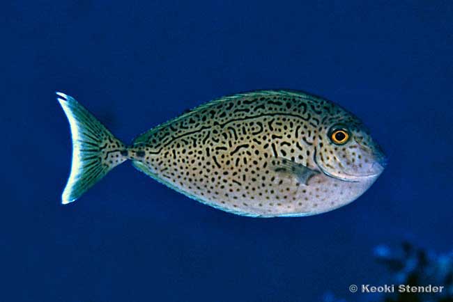 Spotted Unicornfish juvenile, Naso maculatus