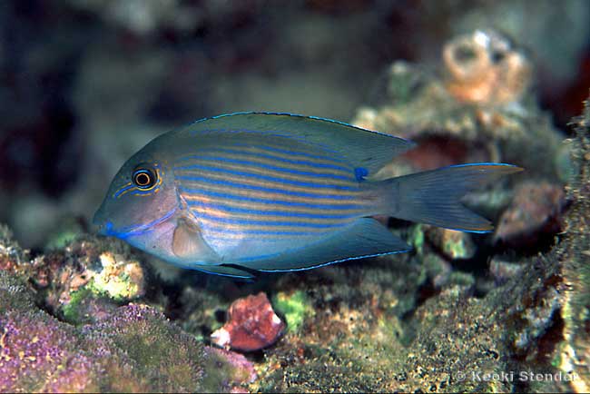 Striped Bristletooth, Ctenochaetus striatus