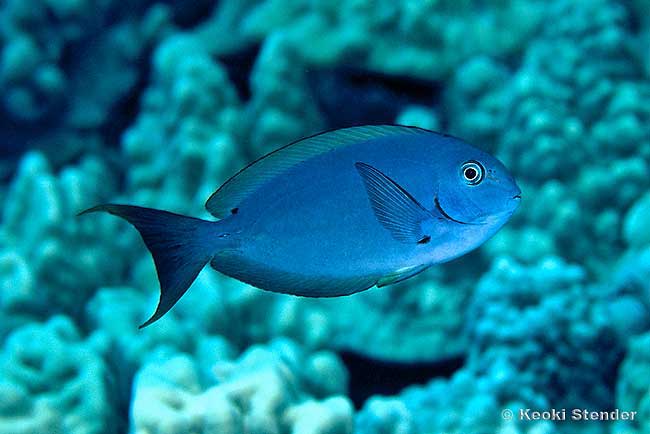 Thompson's Surgeonfish, Acanthurus thompsoni